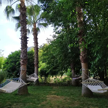 Olympos Yavuz *